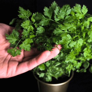 Hortiherttuan puutarhuri pitää kädessään tuoreyrttiä kirveliä