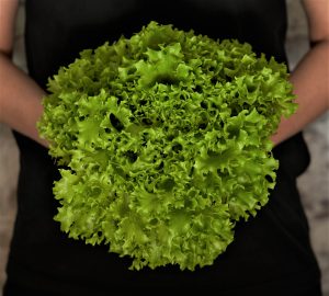 Hortiherttuan frisee salaatti kimppu puutarhurin sylissä